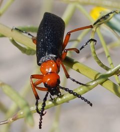 Desert Blister Beetle by Rockpocket. Used under a CC BY 3.0 license.