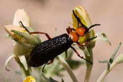 Lytta magister - Flickr - aspidoscelis by Patrick Alexander from Las Cruces, NM. Used under a CC0 license.