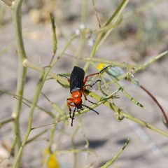 Red Beetle 2 by Rockpocket. Used under a CC BY 3.0 license.