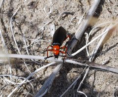 Red Beetle 3 by Rockpocket. Used under a CC BY 3.0 license.