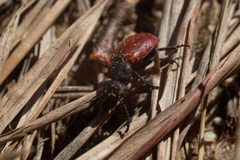 TricraniaSanguinipennis by Dorianscale3. Used under a CC BY-SA 4.0 license.