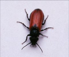 Tricrania stansburyi by USDA-ARS. Used under a Public domain license.