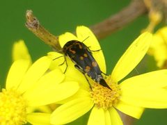 Hoshihananomia octopunctata 127126593 by eamonccorbett. Used under a CC BY 4.0 license.