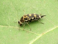 Hoshihananomia octopunctata 56010161 by Katja Schulz. Used under a CC BY 4.0 license.