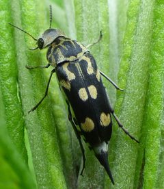 Hoshihananomia octopunctata 80755095 by kcthetc1. Used under a CC0 license.