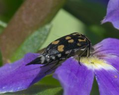 Hoshihananomia octopunctata P1090078a by 
xpda. Used under a CC BY-SA 4.0 license.