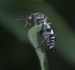 Hoshihananomia octopunctata P1270731a by 
xpda. Used under a CC BY-SA 4.0 license.