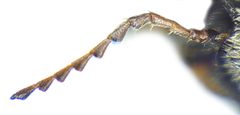 Tomoxia bucephala antenna by Siga. Used under a CC BY-SA 3.0 license.