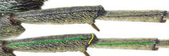 Tomoxia bucephala detail1 by Siga. Used under a CC BY-SA 3.0 license.