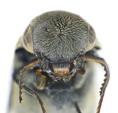 Tomoxia bucephala head by Siga. Used under a CC BY-SA 3.0 license.