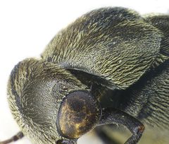 Tomoxia bucephala pronotum by Siga. Used under a CC BY-SA 3.0 license.