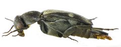 Tomoxia bucephala side by Siga. Used under a CC BY-SA 3.0 license.