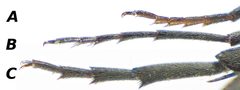 Tomoxia bucephala tarsen by Siga. Used under a CC BY-SA 3.0 license.