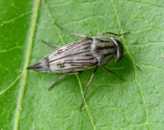 Tomoxia lineella46134594.tumbl.web by Beatriz Moisset. Used under a CC BY-SA 3.0 license.