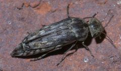Yakuhananomia bidentata P1300520a by
xpda. Used under a CC BY-SA 4.0 license.