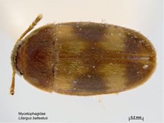 Litargus balteatus by Caroline Harding, MAF. Used under a CC BY 3.0 au license.