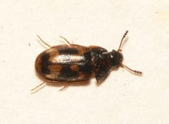 Litargus connexus by 



This image is created by user Dick Belgers at Waarneming.nl, a source of nature observations in the Netherlands.
. Used under a CC BY 3.0 license.