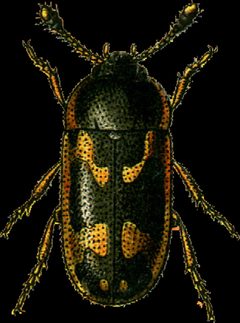 Litargus connexus Jacobson by Georgiy Jacobson. Used under a Public domain license.