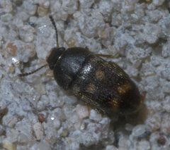 Litargus sexpunctatus P1600237a by 
xpda. Used under a CC BY-SA 4.0 license.