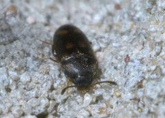 Litargus sexpunctatus P1600238a by 
xpda. Used under a CC BY-SA 4.0 license.