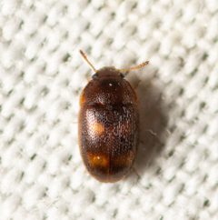 Litargus tetraspilotus 287777695 by Justin Williams. Used under a CC BY 4.0 license.