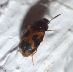 Mycetophagus flexuosus - inat 56843056 by {{{name}}}. Used under a CC BY-SA 4.0 license.