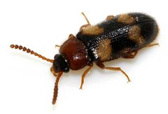 Mycetophagus-fulvicollis-01-fws by Francisco Welter-Schultes. Used under a CC0 license.