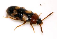 Mycetophagus-fulvicollis-02-fws by Francisco Welter-Schultes. Used under a CC0 license.