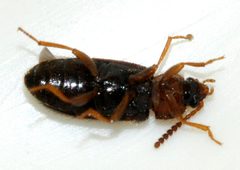 Mycetophagus-fulvicollis-03-fws by Francisco Welter-Schultes. Used under a CC0 license.