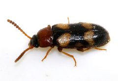 Mycetophagus-fulvicollis-04-fws by Francisco Welter-Schultes. Used under a CC0 license.