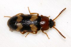 Mycetophagus-fulvicollis-05-fws by Francisco Welter-Schultes. Used under a CC0 license.