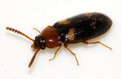 Mycetophagus-fulvicollis-08-fws by Francisco Welter-Schultes. Used under a CC0 license.