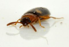 Mycetophagus-fulvicollis-09-fws by Francisco Welter-Schultes. Used under a CC0 license.