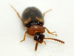 Mycetophagus-fulvicollis-10-fws by Francisco Welter-Schultes. Used under a CC0 license.