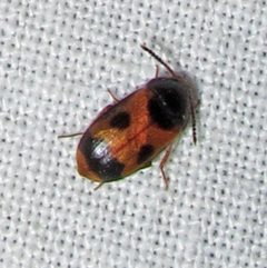 Mycetophagus punctatus by Jacy Lucier. Used under a CC BY-SA 4.0 license.