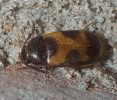 Mycetophagus punctatus P1310848a by 
xpda. Used under a CC BY-SA 4.0 license.