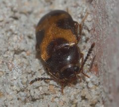 Mycetophagus punctatus P1310850a by 
xpda. Used under a CC BY-SA 4.0 license.