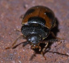 Mycetophagus punctatus P1440172a by 
xpda. Used under a CC BY-SA 4.0 license.