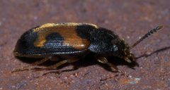 Mycetophagus punctatus P1440173a by 
xpda. Used under a CC BY-SA 4.0 license.
