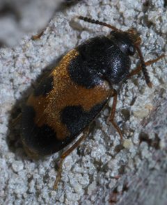 Mycetophagus punctatus P1440273a by 
xpda. Used under a CC BY-SA 4.0 license.