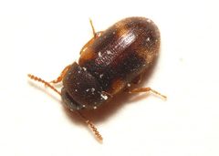 Mycetophagus quadriguttatus by 



This image is created by user Dick Belgers at Waarneming.nl, a source of nature observations in the Netherlands.
. Used under a CC BY 3.0 license.