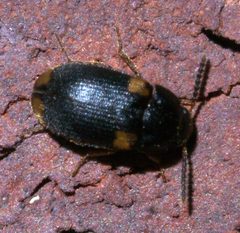 Mycetophagus serrulatus P1200721a by 
xpda. Used under a CC BY-SA 4.0 license.