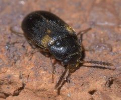 Mycetophagus serrulatus P1640576a by 
xpda. Used under a CC BY-SA 4.0 license.