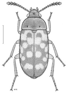 COLE Mycetophagidae Neotriphyllus confusus 1 by Desmond W. Helmore
. Used under a CC BY 4.0 license.