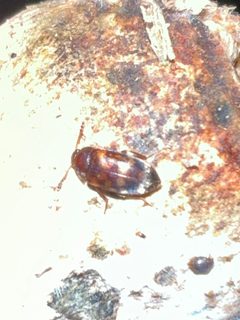 Neotriphyllus confusus by Mark Richman. Used under a CC BY 4.0 license.
