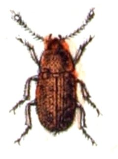 Typhaea.stercorea.-.calwer.15.37 by Emil Hochdanz
. Used under a Public domain license.