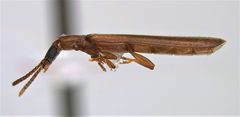 Hemipeplus chaos - lateral view by Jeffrey Eickwort. Used under a CC BY-SA 4.0 license.