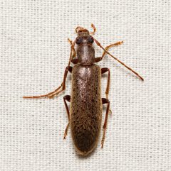 Sparedrus aspersus by Justin Williams. Used under a CC BY 4.0 license.