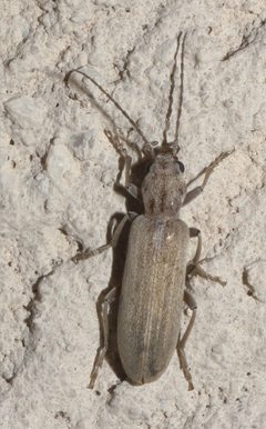Oxacis pallida P1090467a by 
xpda. Used under a CC BY-SA 4.0 license.