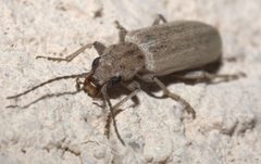 Oxacis pallida P1090468a by 
xpda. Used under a CC BY-SA 4.0 license.